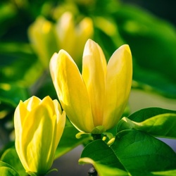 tulpenboom-magnolia-x-yellow-bird