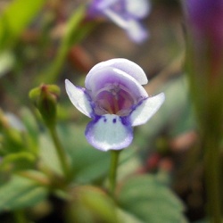 valse-pimpernel-lindernia-grandiflora