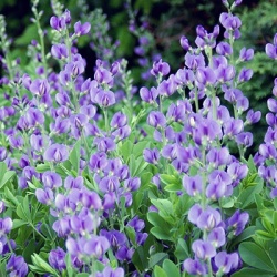 valse_indigo_baptisia-decadence-blueberry-sunday-tmpp23891