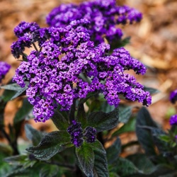 vanilleplant-heliotropium-arborescens-nautilus-compact-blues