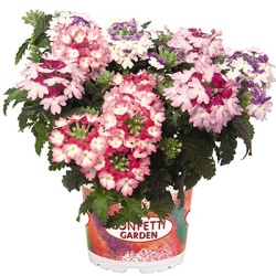 verbena-mix-confetti-garden-wicked-witch