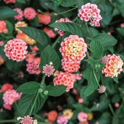 verkleurbloem-lantana-camara-evita-pinks