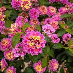 verkleurbloem-lantana-camara-evita-roses