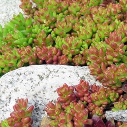 vetkruid-sedum-album-coral-carpet