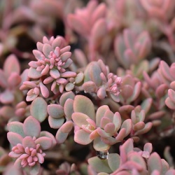 vetkruid-sedum-cyaneum-rosenteppich