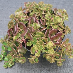 vetkruid-sedum-makinoi-sedum-makinoi-yellow