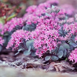 vetkruid-sedum-x-cauticolum-robustums