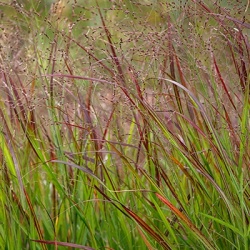 vingergras-panicum-virgatum-hanse-hermss