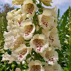 vingerhoedskruid-digitalis-purpurea-castor-f1-creams