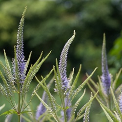 virginische-ereprijs-veronicastrum-virginicum-cupid