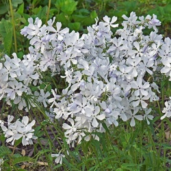 vlambloem-phlox-divaricata-may-breeze