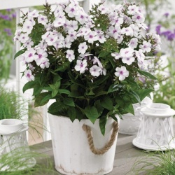 vlambloem-phlox-paniculata-famous-white-with-eye