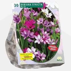 vlinderplant_babiana-stricta-mix-per-30