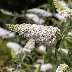 vlinderstruik-mini-buddleja-cultivars-summer-bird-whites