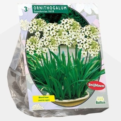 vogelmelk_ornithogalum-saundersiae-per-3