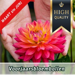 voorjaarsbloembollen