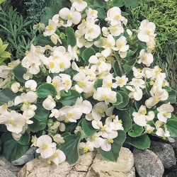 waterbegonia_begonia-semperflorens-juwel-f1-white
