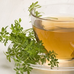 wijnruit-ruta-graveolens