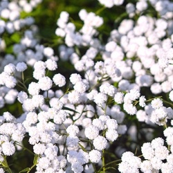 wilde-bertram-achillea-ptarmica-peter-cottontail_pbr