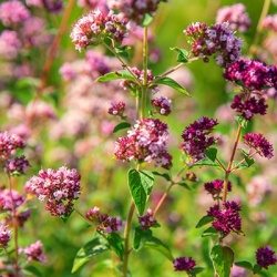 wilde-marjolein-origanum-vulgare_2062711461