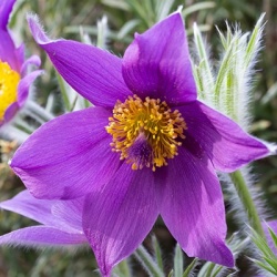 wildemanskruid-pulsatilla-vulgaris-pinwheel-blue