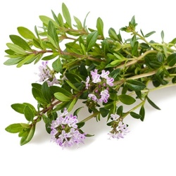 winterbonekruid-satureja-montana