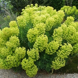wolfsmelk_euphorbia-shorty