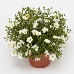 zandkruid-arenaria-montana-summer-white-compact