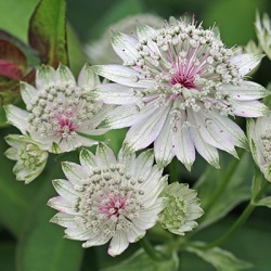 zeeuws-knoopje-astrantia-major-rosemarie