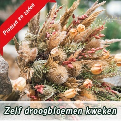 zelf-droogbloemen-kweken