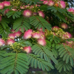zijdeboom-albizia-julibrissin-tropical-dream