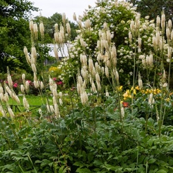 zilverkaars-actaea-simplex-white-pearl