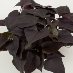 zoete_aardappel_ipomoea-batatas-papas-basket-black-heart