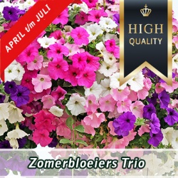 zomerbloeiers-trio