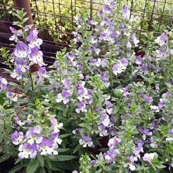 zomerleeuwenbek-angelonia-x-gardneri-adessa-blue-bicolors