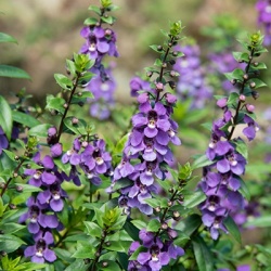 zomerleeuwenbek-angelonia-x-gardneri-adessa-blues