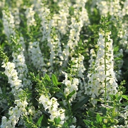 zomerleeuwenbek-angelonia-x-gardneri-adessa-whites