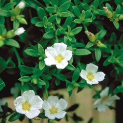 zomerpostelein-portulaca-umbraticola-lava-white