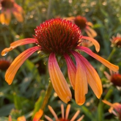 zonnehoed-echinacea-purpurea-fiery-meadow