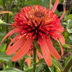 zonnehoed-echinacea-purpurea-irresistible