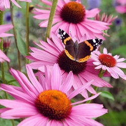 zonnehoed-echinacea-purpurea-papallo-compact-roses