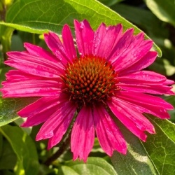 zonnehoed-echinacea-purpurea-sensation-pink
