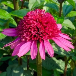 zonnehoed-echinacea-purpurea-supreme-elegance