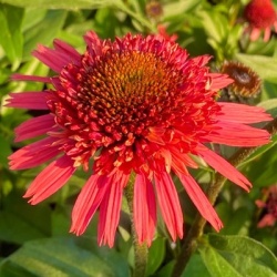 zonnehoed-echinacea-purpurea-supreme-flamingo