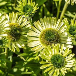 zonnehoed-echinacea-sunseekers-apple-green-euapaf