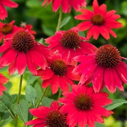 zonnehoed-echinacea-sunseekers-red-eu49173pp28825