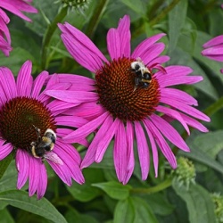 zonnehoed_echinacea-fatal-attraction