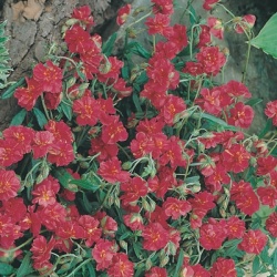 zonneroosje-helianthemum-nummularium-lawrensons-pink-queen-cerise