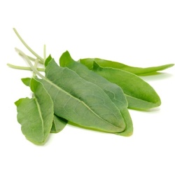 zuring-rumex-acetosa