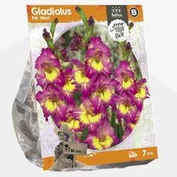 zwaardlelie_gladiolus-far-west-sp-per-7